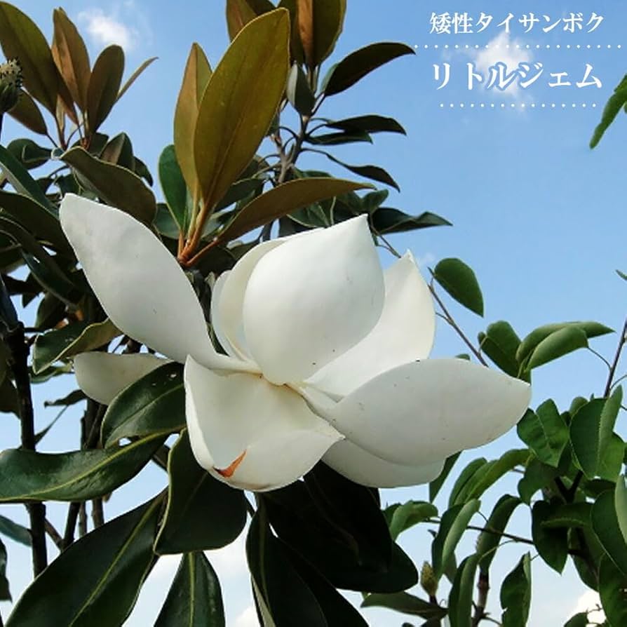 Amazon.co.jp: わい性タイサンボク 【リトルジェム】 接木ポット